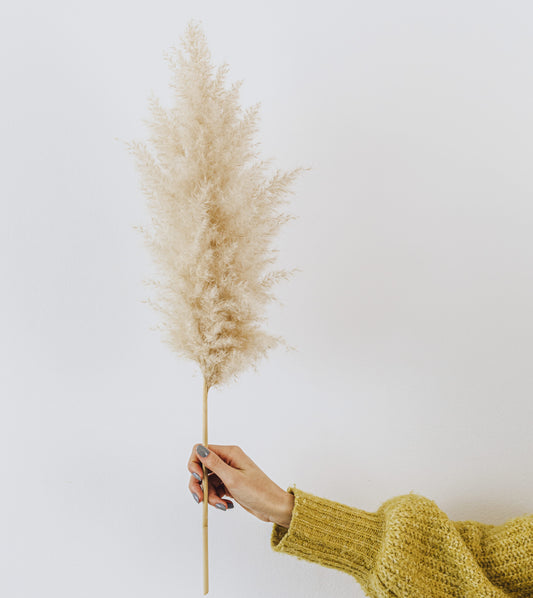 Come curare le Pampas in 5 semplici passi!
