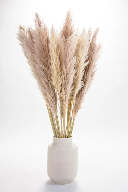 Fiori di Pampas in vaso