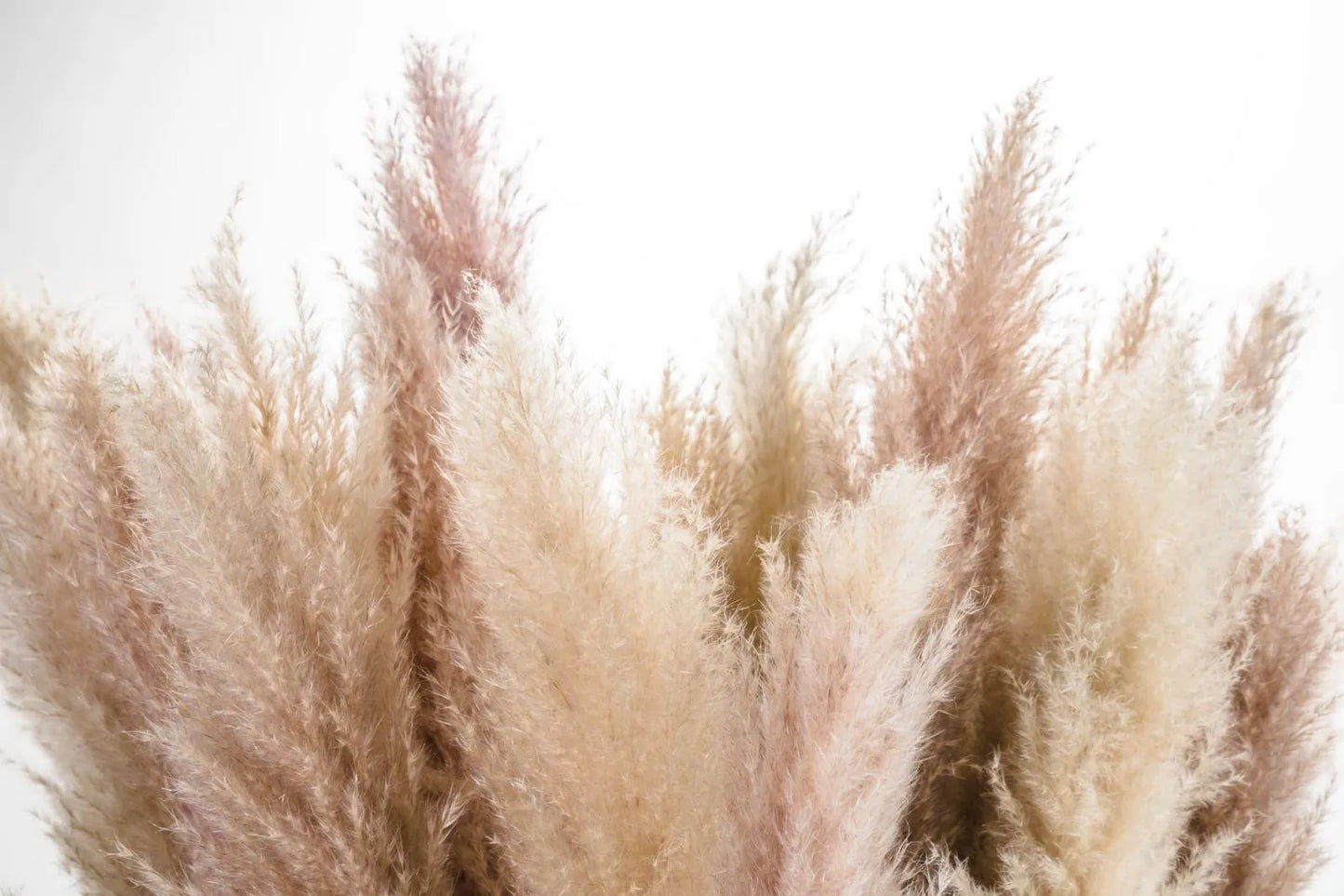 Pampas secca aperta
