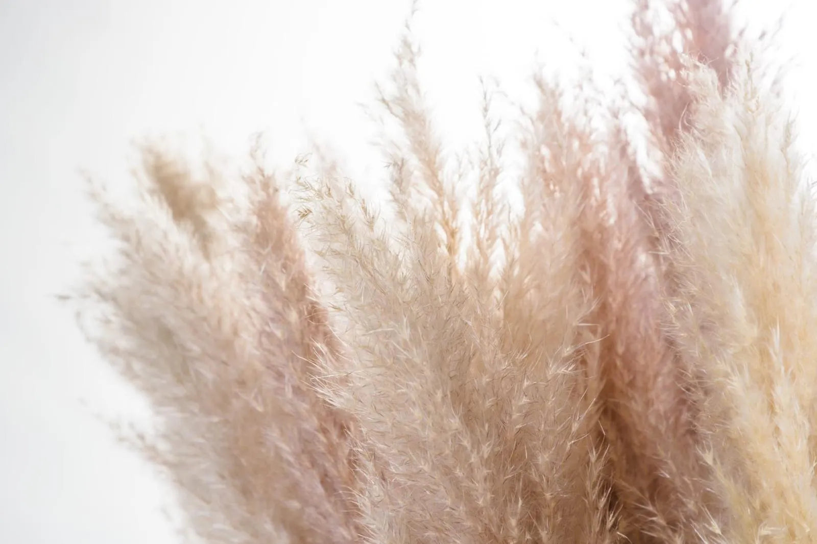 Erba Pampas Secca Al Naturale