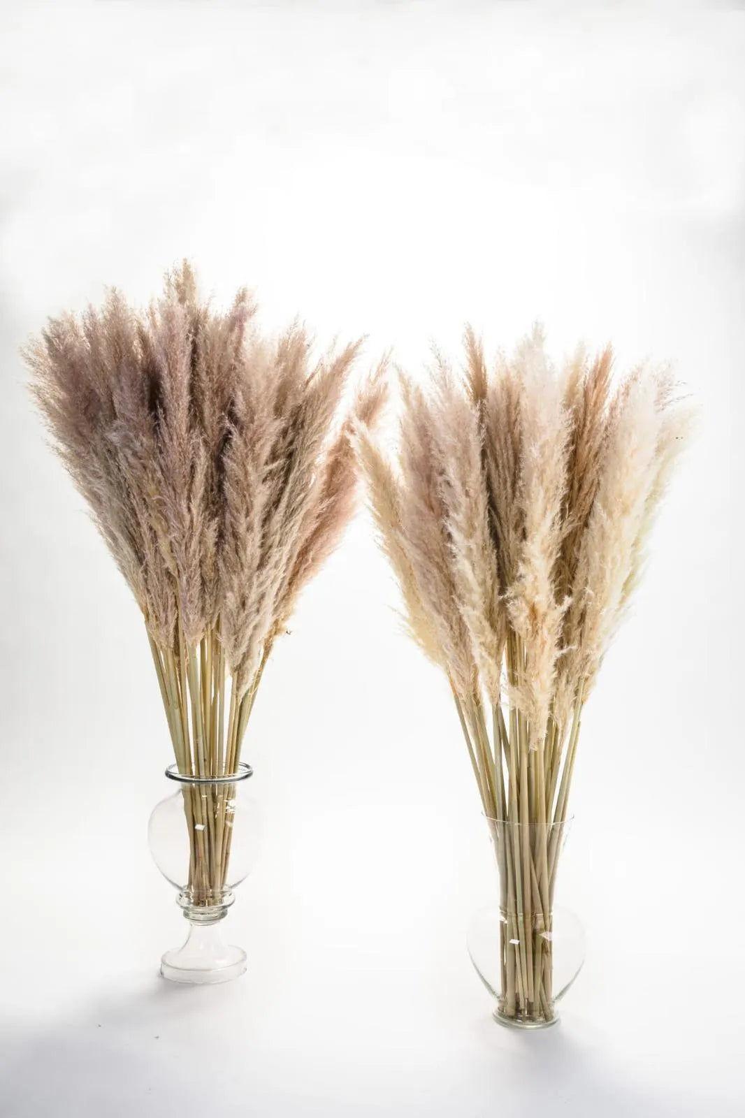 Mazzi di Fiori di Pampas