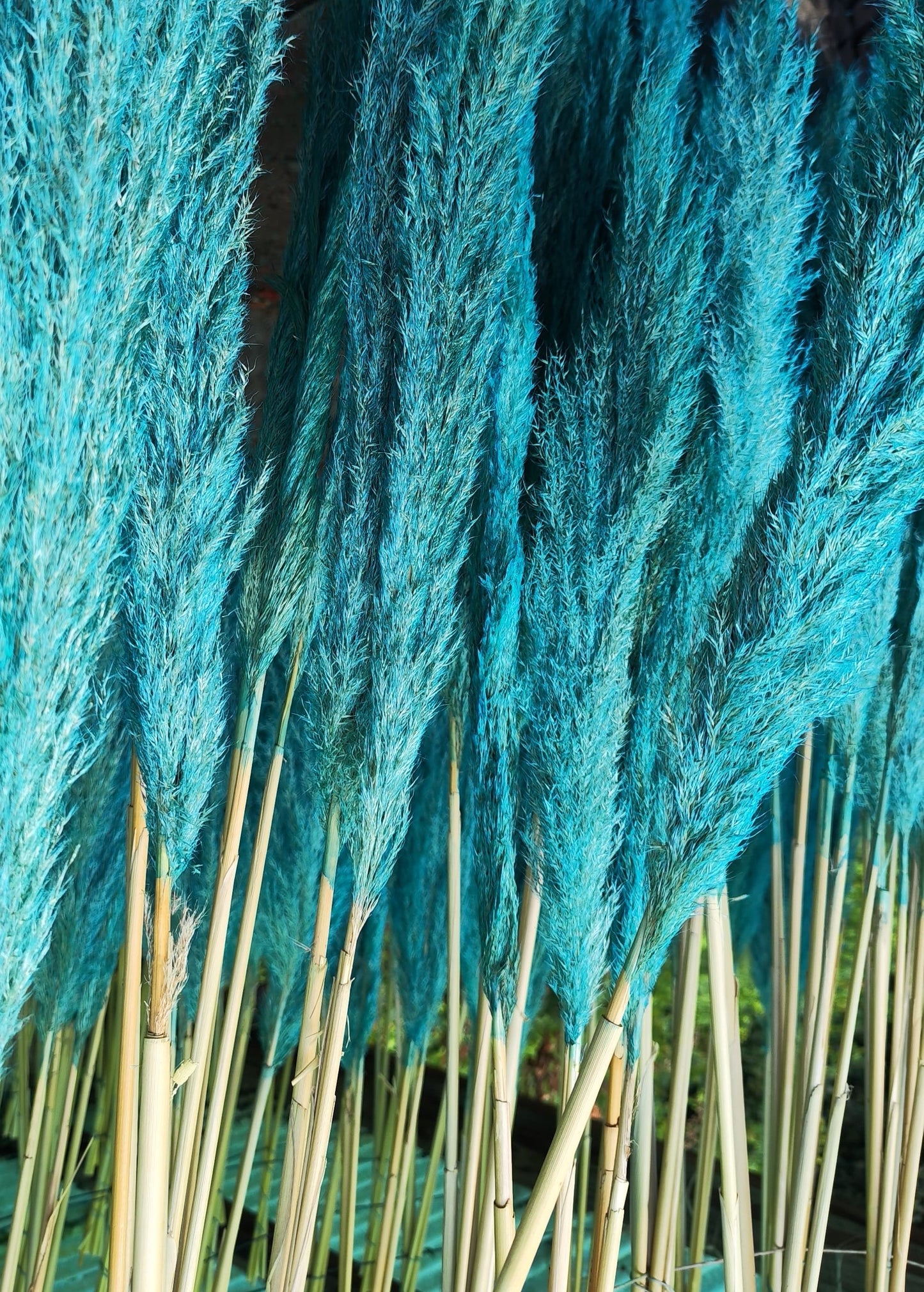 10 Steli di Pampas 40/50cm