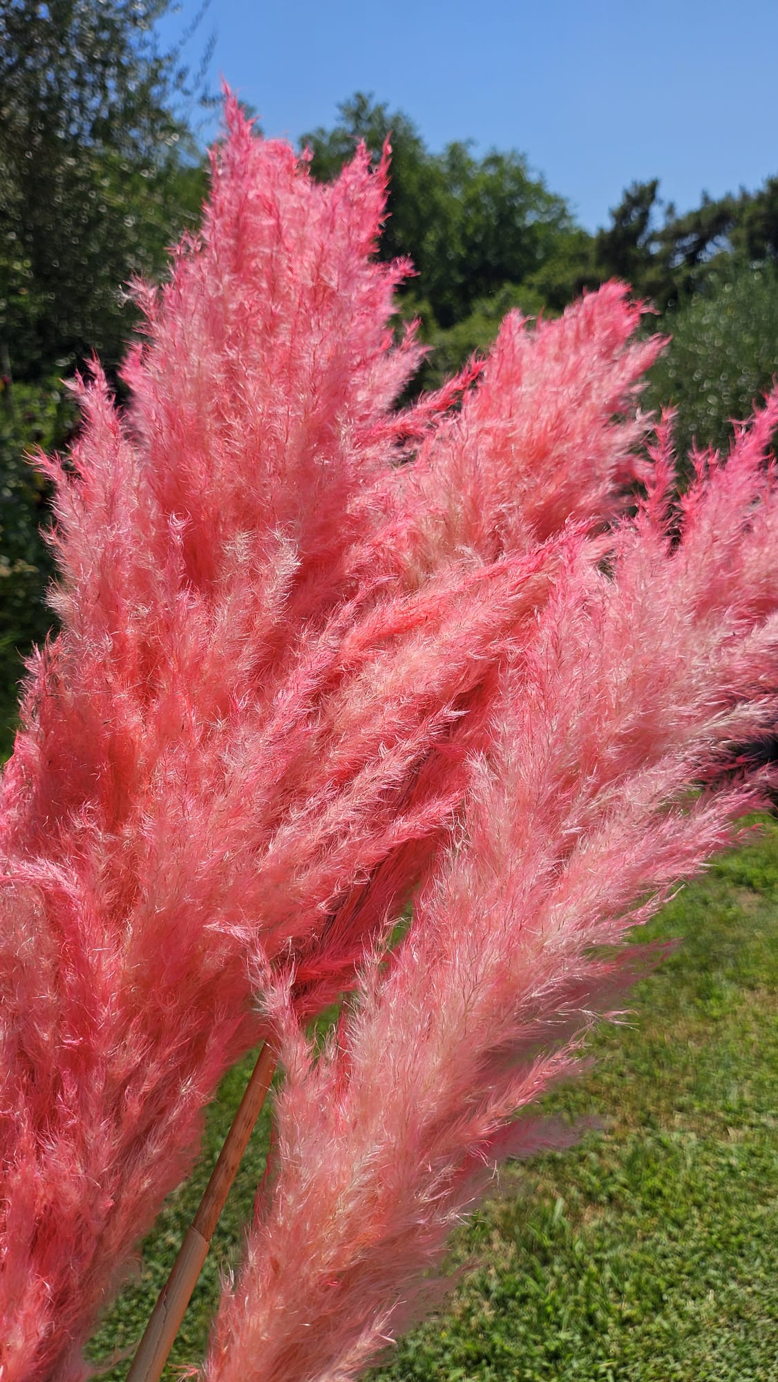 10 Steli di Pampas 40/50cm
