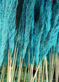 20 Steli di Pampas 60/70 cm